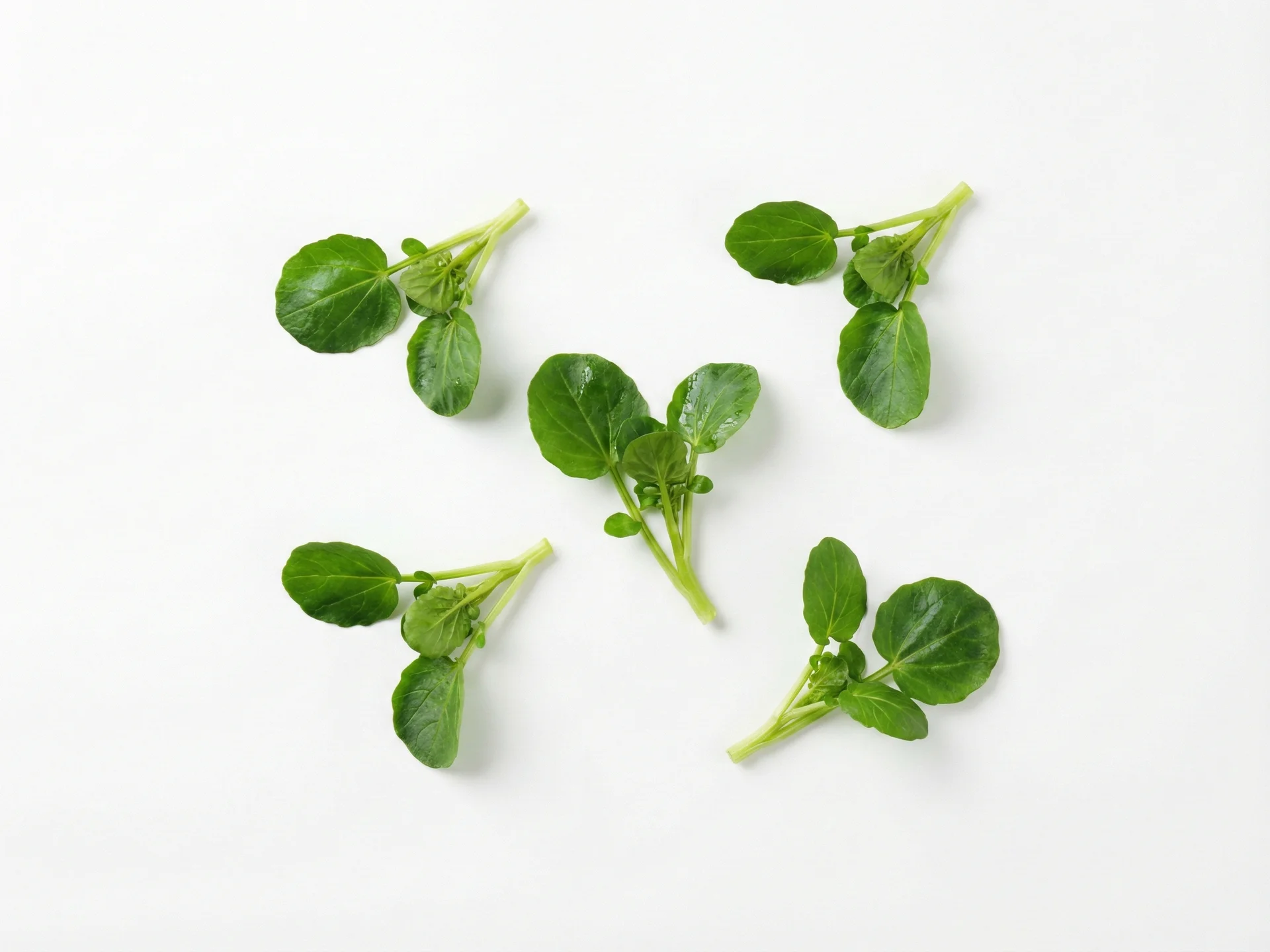 Voor baby's van 9 maanden en ouder kun je waterkers rauw of licht gekookt aanbieden, in iets grotere stukjes gesneden naarmate hun kauwvaardigheden verbeteren. Verwerk het in salades, sandwiches of als topping voor soepen om voedingswaarde en textuurvariatie toe te voegen.