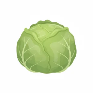 Cabbage