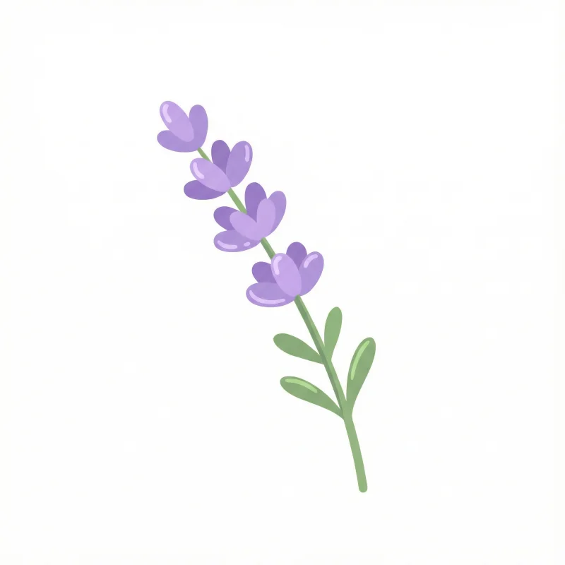 Lavanda